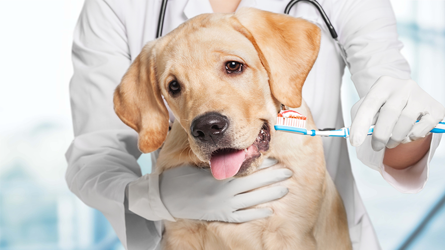 cachorrodentista