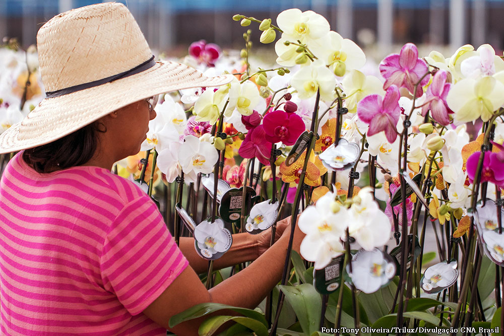 Floricultura_Foto Tony Oliveira_Trilux_Divulgacao CNA Brasil1