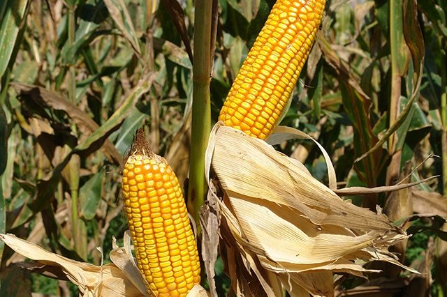 Milho BRS 4103_Foto Marina Torres_Divulgacao Embrapa