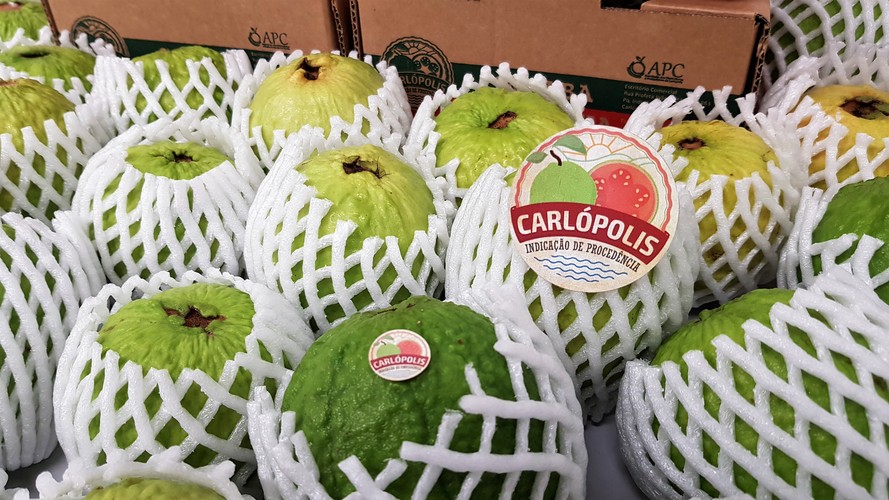 goiaba conquista certificação internacional  –  Foto: R~egis Santos