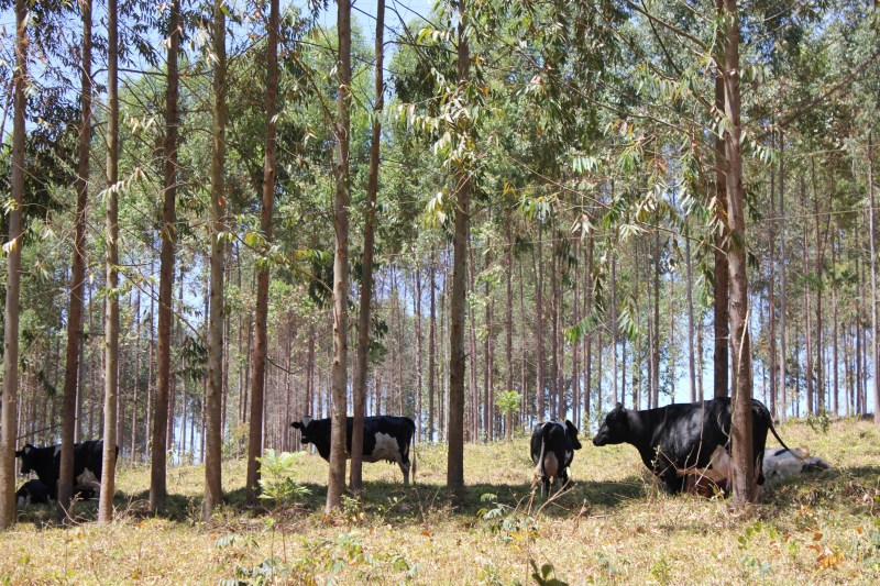 a-ilpf-marcos-la-falce-embrapa