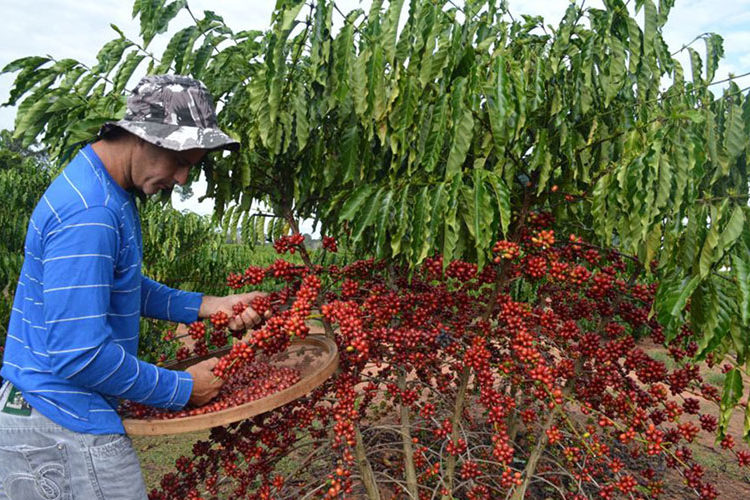 Cafes-Rondonia-EMATER