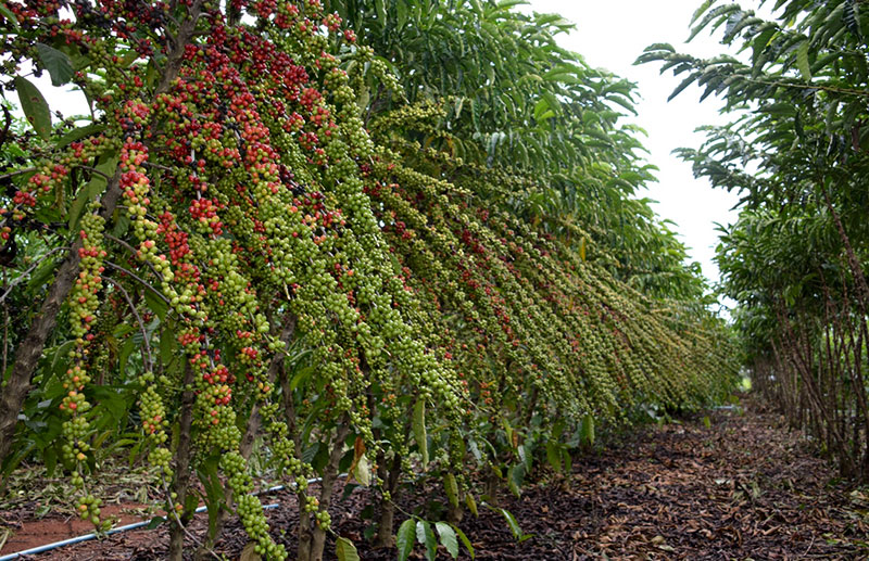 Novo preço mínimo para a saca de café conilon robusta de Rondônia durante a  safra de 2021/22 é estabelecido