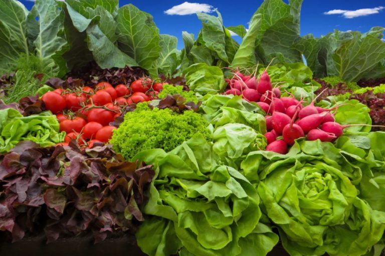 0 – FOTO ABRE- salad-radishes-tomatoes-vegetables-wallpaper