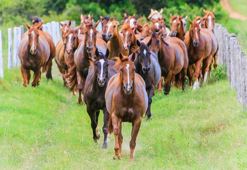 Cavalos ajudam na saúde física e mental com atividades em MT