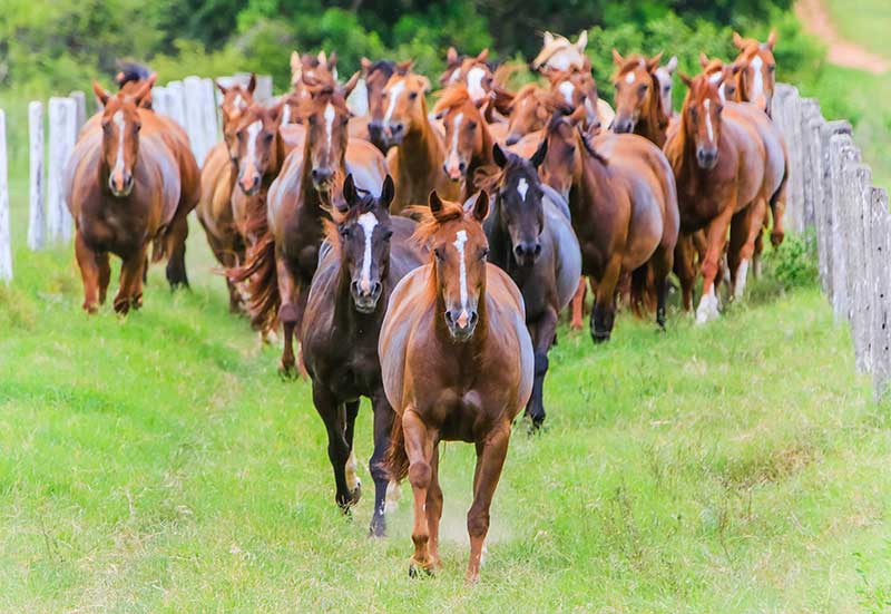 Cavalos ajudam na saúde física e mental com atividades em MT, Mato Grosso