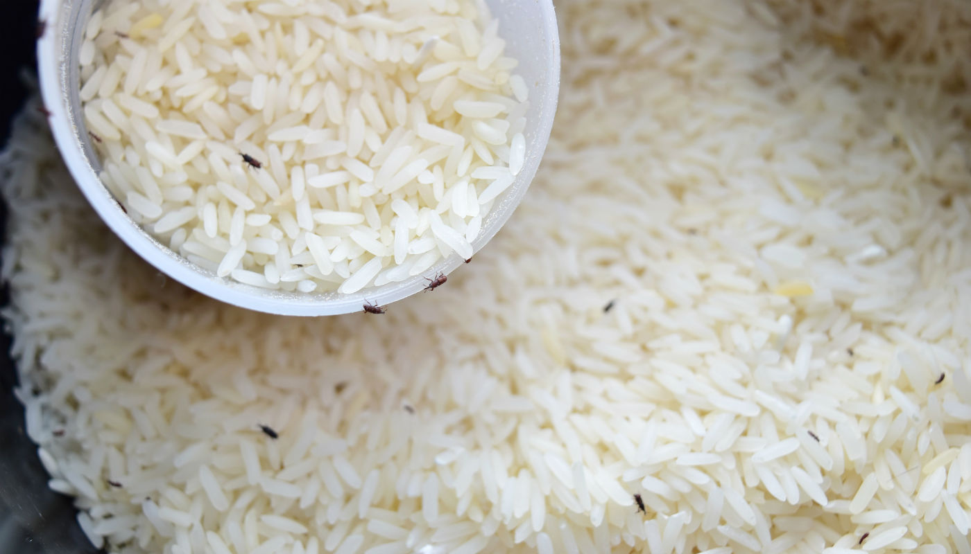 arroz-gorgulho-caruncho-inseto-1217-1400×800