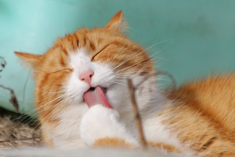 gatos_doenca renal_foto divulgacao Pixabay