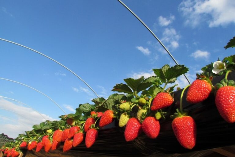 0-Abre-Foto Frutas Almeida