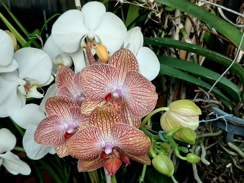 Phalaenopsis, a delicada 'orquídea borboleta' - A Lavoura