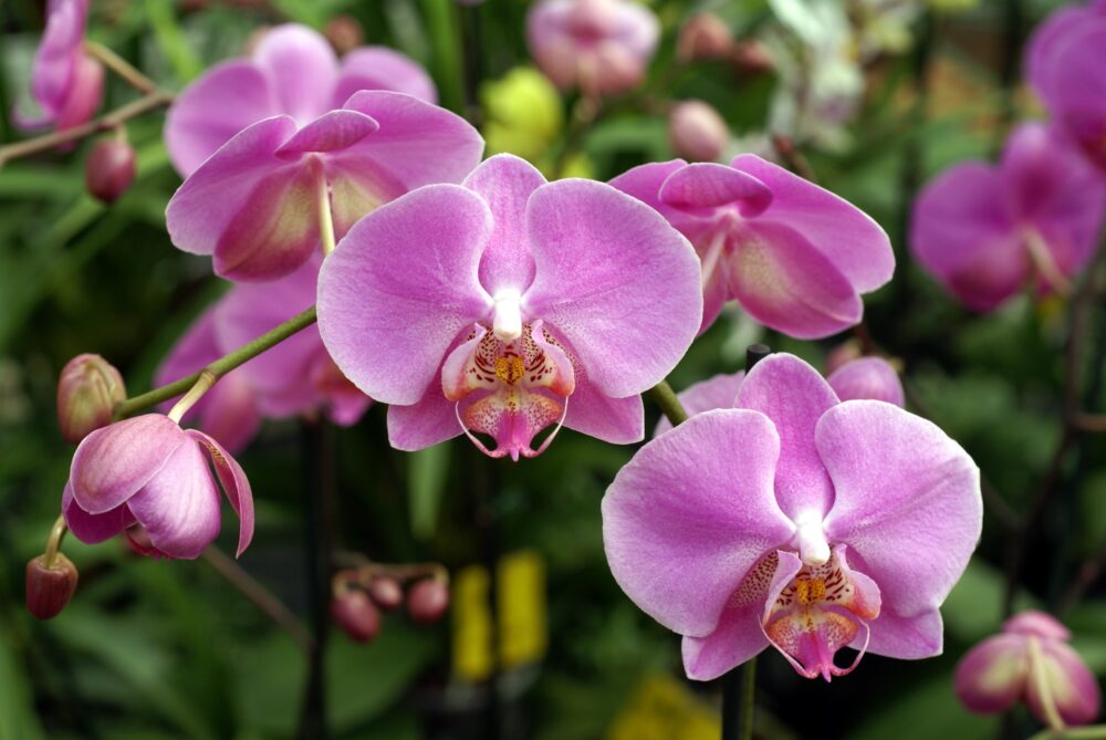 Orquídeas, beleza que fascina - A Lavoura