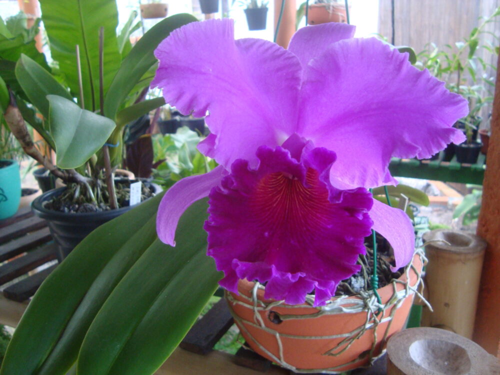 Como e quando replantar orquídeas - A Lavoura