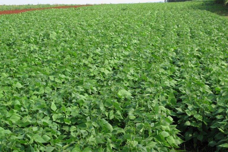 0-Feijao IPR Celeiro-IAPAR