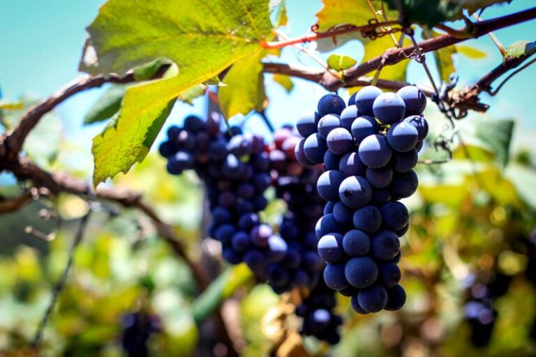 0-Uva Concord-Lucas SINIGAGLIA-Embrapa Uva Vinho