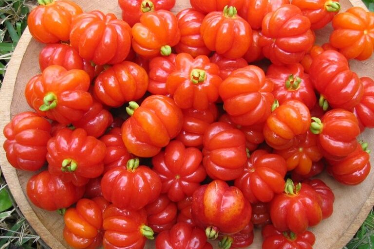 0-pitanga-www.bioversityinternational.org