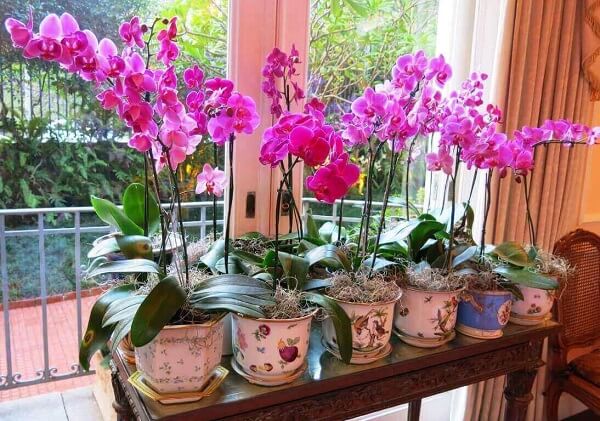 Orquídea Phalaenopsis: plantio e cuidados | Flores Coloridas
