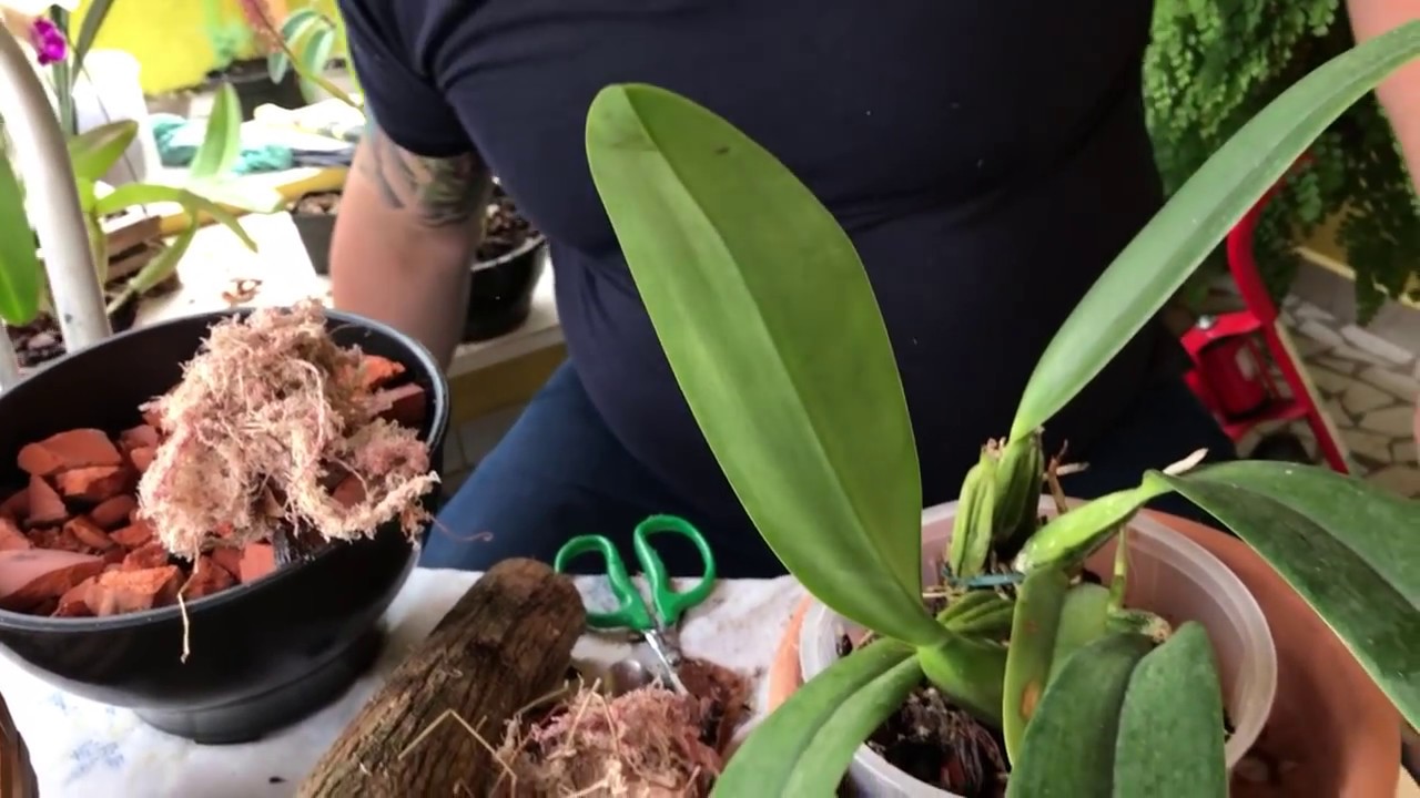 Como e quando replantar orquídeas - A Lavoura