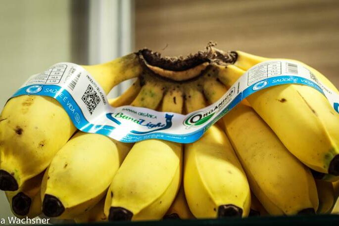 Banana organica-foto Sylvia Wachsner