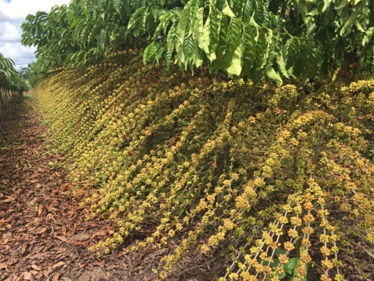 Cultivo de cafeeiro robusta/conillon se mostra viável na região