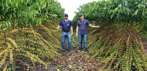 Ventos intensos atingem pontuais áreas de lavouras de café conilon