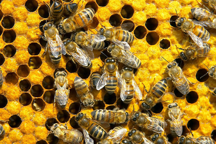 abelhas-propolis