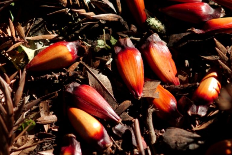 imagem_release_661351