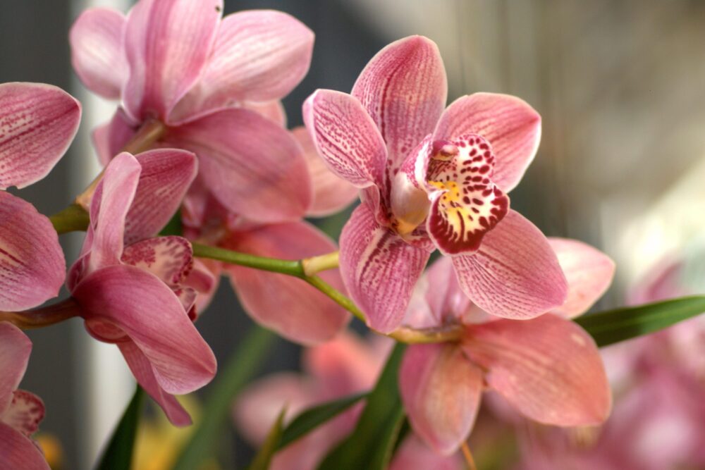 Orquídeas potencializam beleza quando bem cultivadas e nutridas - A Lavoura