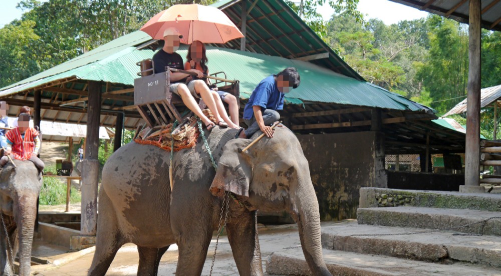wine_tripadvisor_hub_walk_eleph