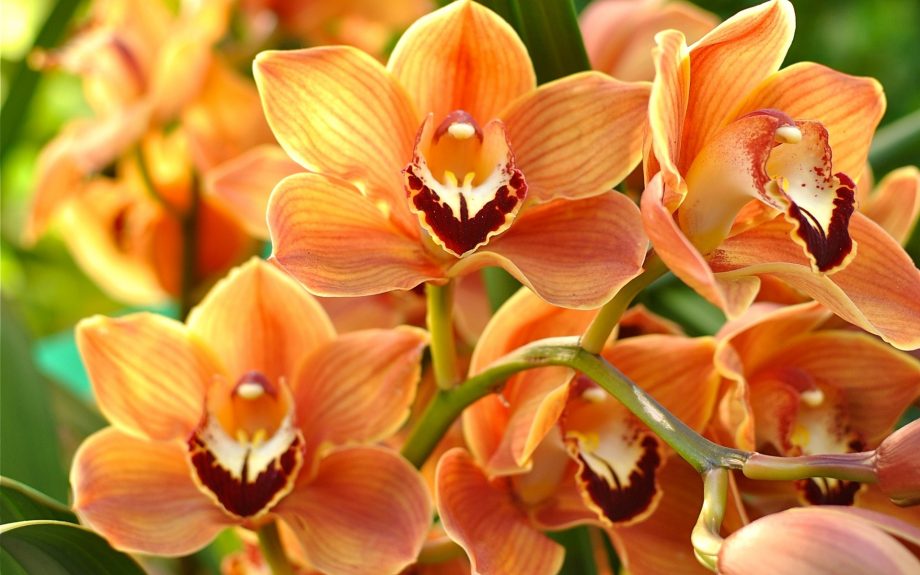 A majestosa e imponente orquídea Cymbidium - A Lavoura