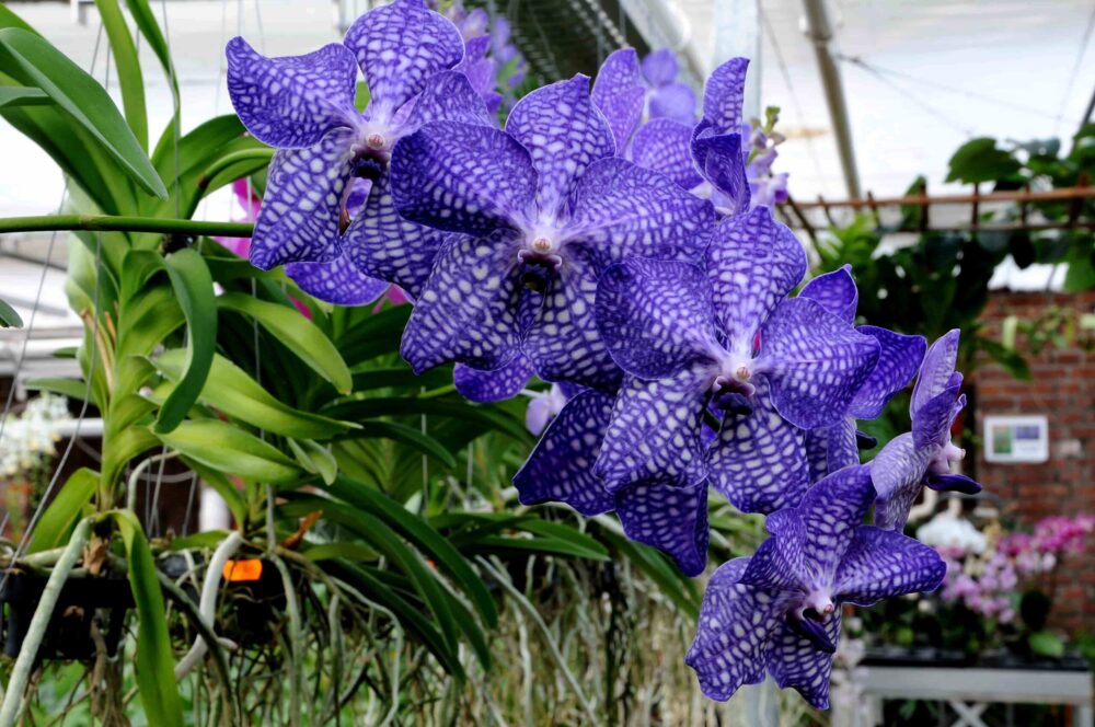 A encantadora e exuberante orquídea Vanda - A Lavoura
