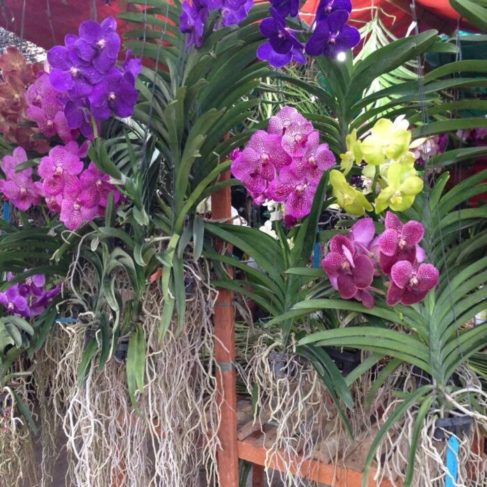 A encantadora e exuberante orquídea Vanda - A Lavoura