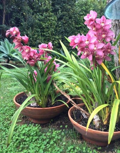 A majestosa e imponente orquídea Cymbidium - A Lavoura