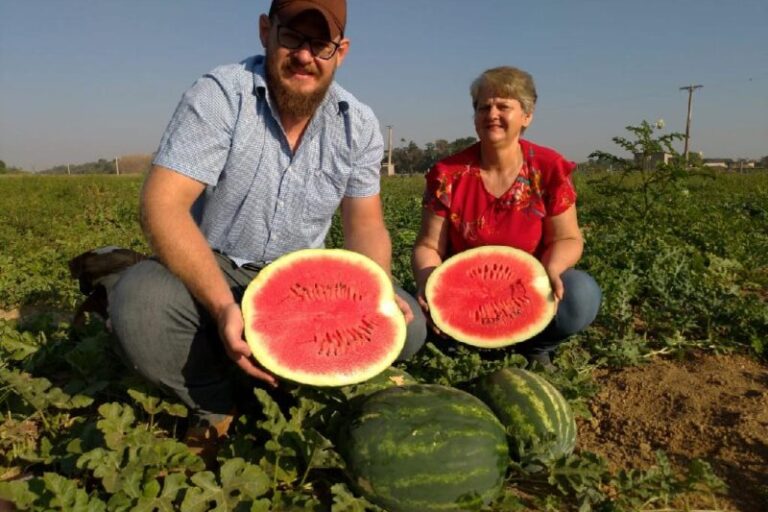 Agricultores investem no cultivo irrigado de melancia como alternativa de renda no Norte de MT 1
