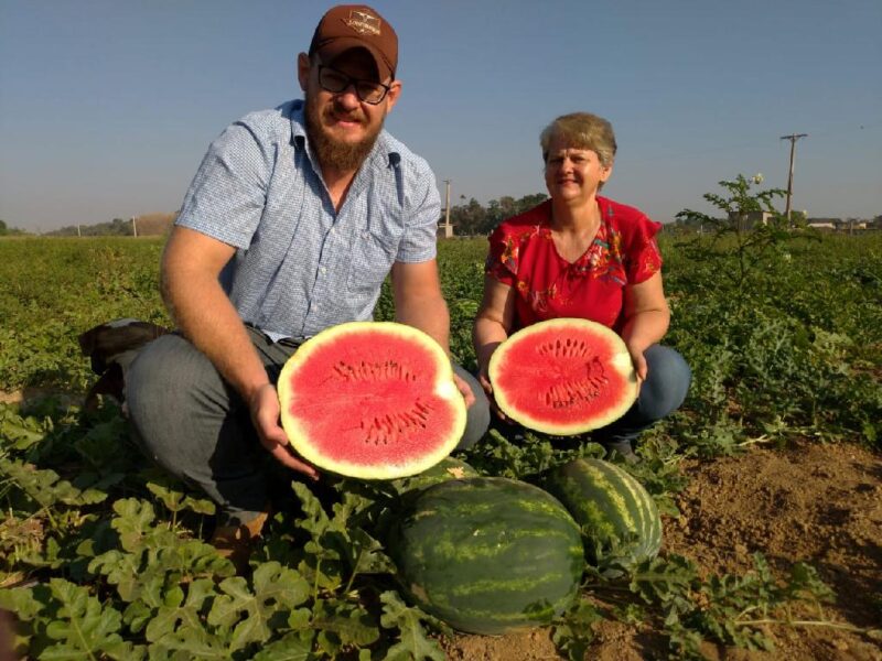 Agricultores investem no cultivo irrigado de melancia como alternativa de renda no Norte de MT 1