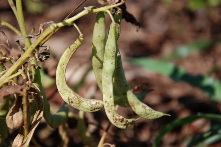 Dano_Mosaico_Vagens-Foto Sebastiao Araujo