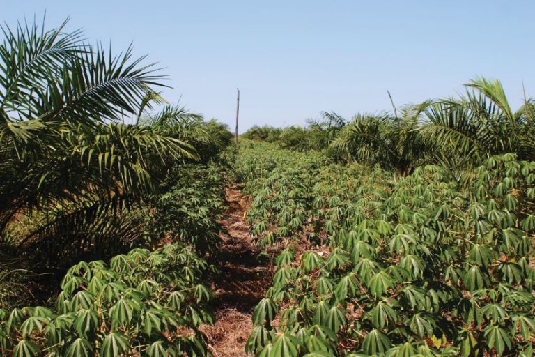 Dende-Foto Embrapa Amazonia Oriental