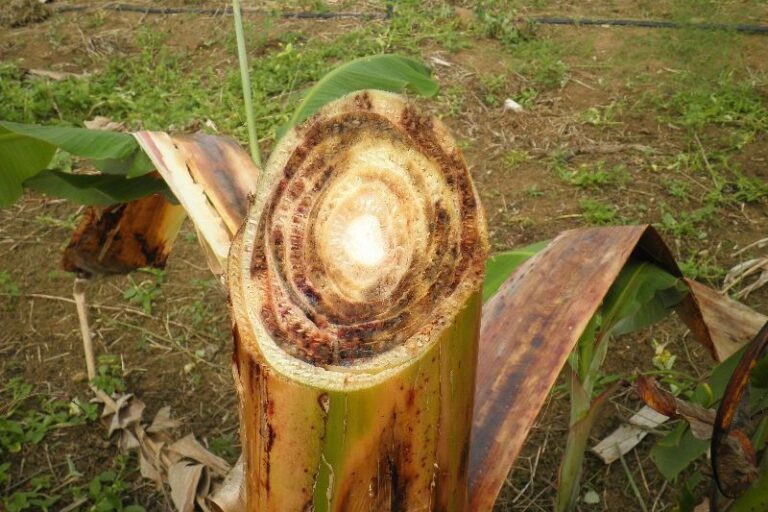 Detalhe-sintoma_mal_panama_Lea Cunha