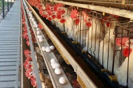 Granja-Credito Instituto Mineiro de Agropecuaria-IMA