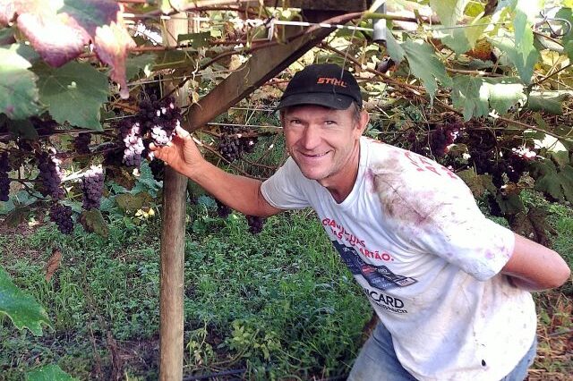 URT-uva-organica-Porto-Uniao-Alcir-Freisleben