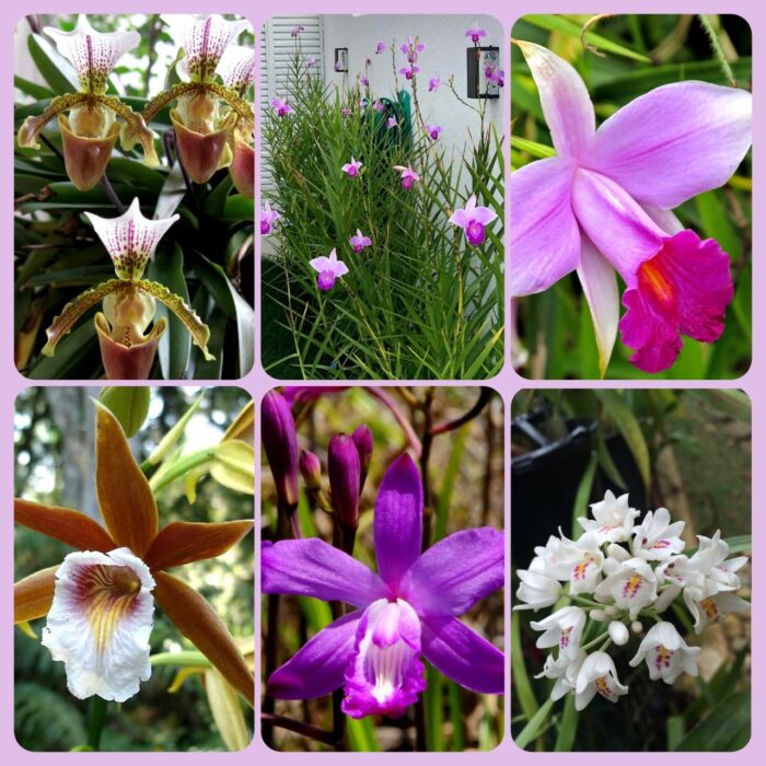 Orquídeas, beleza que fascina - A Lavoura