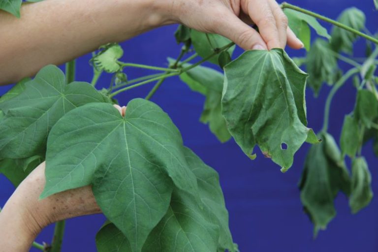 algodao tolerante a seca -trabalho Dra. Maria eugenia