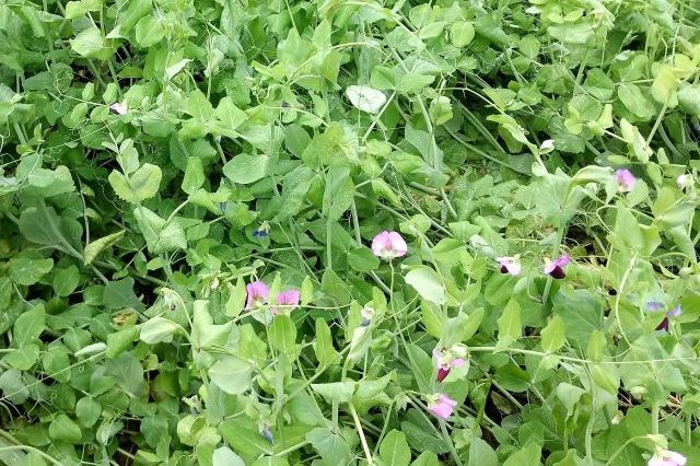 ervilha-forrageira_planta-de-cobertura