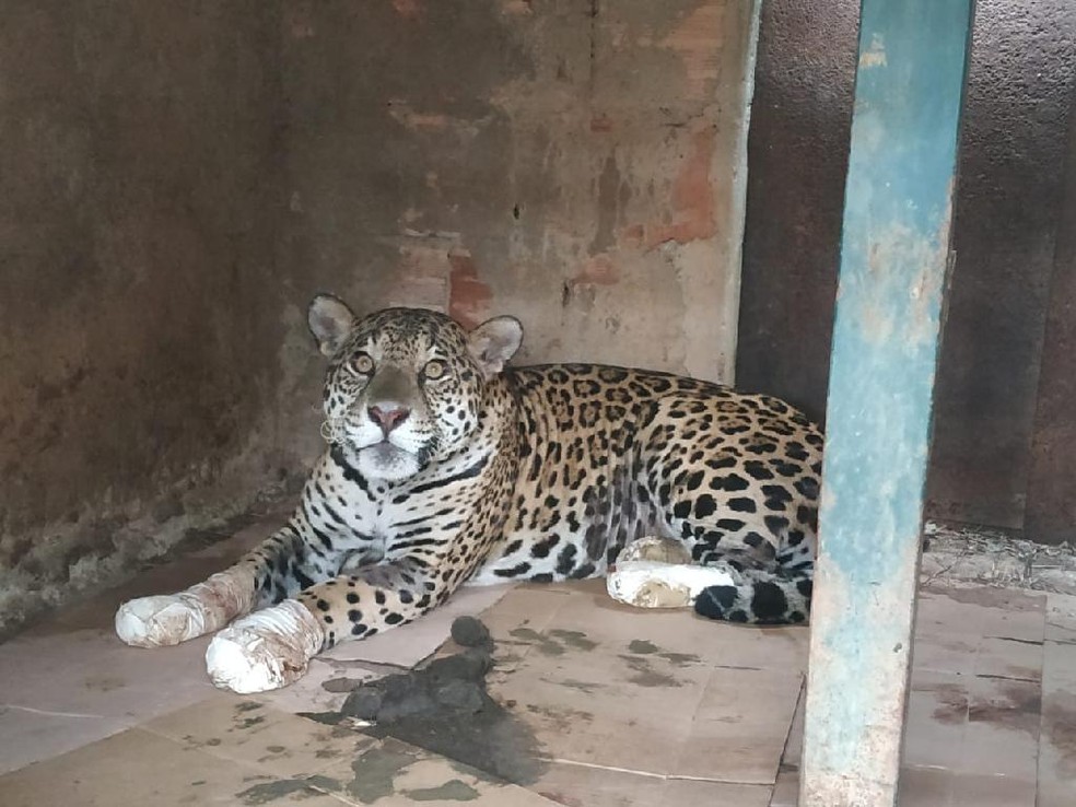 onca-pintada