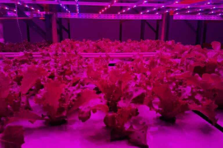 0 – FOTO ABRE – ALFACES 6 34 X 19