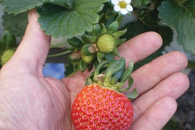 Morango organico em substrato-Derli Bonine-Divulg Emater RS-Ascar