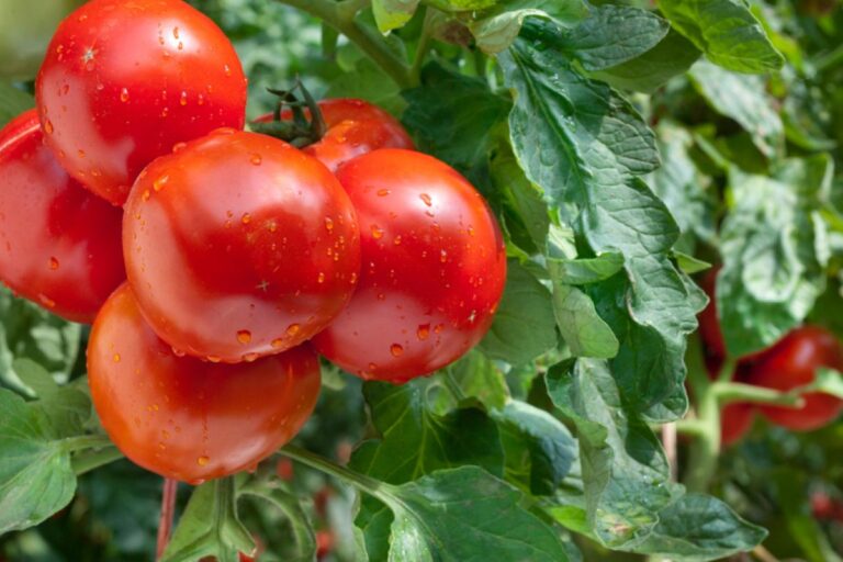 0 – FOTO ABRE – P ESCOLHER UMA -shutterstock_108236312