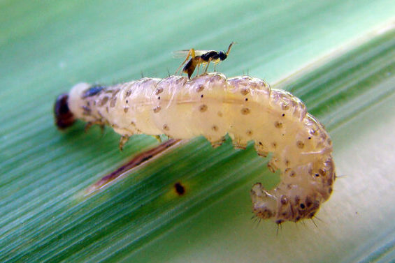 0 FOTO ABRE vespa-Cotesia-Flavipes_foto-divulgacao (1)