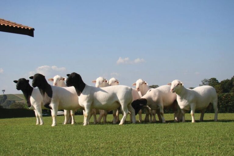 Credito Dorper Campo Verde