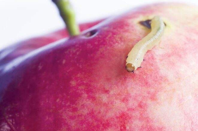 Lagarta Maca-shutterstock_91699511