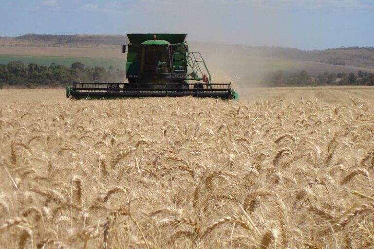 Producao Graos-Colheita trigo-Embrapa Trigo